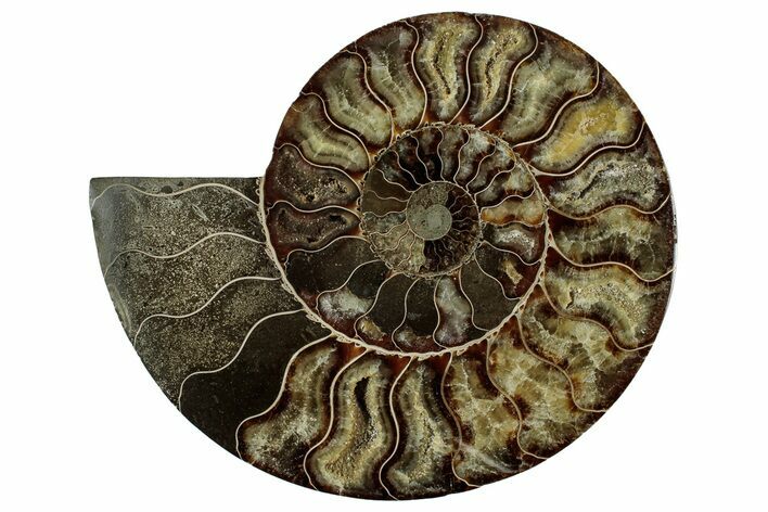 Cut & Polished Ammonite Fossil (Half) - Madagascar #347838